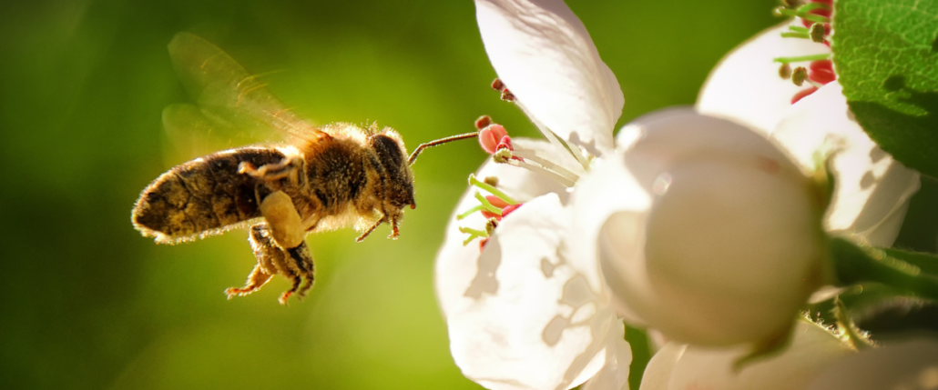 Rôle des Abeilles dans la Nature